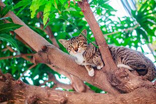 树上的狸花猫