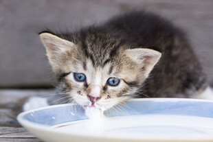 小奶猫舔食碗中牛奶