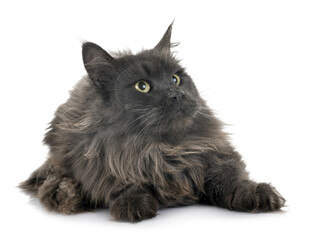 长毛黑猫趴卧姿态优雅