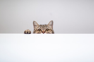 猫咪探头好奇张望