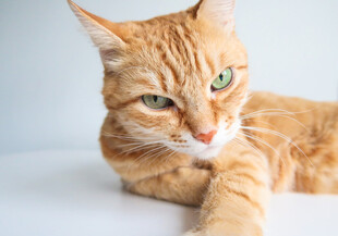 橘猫侧卧眼神灵动