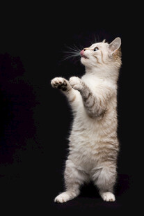 站立小猫好奇望向上方