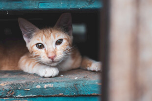 可爱小猫躲在旧物中