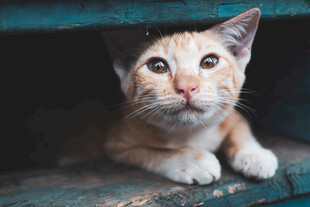 躲在角落的可爱小猫咪