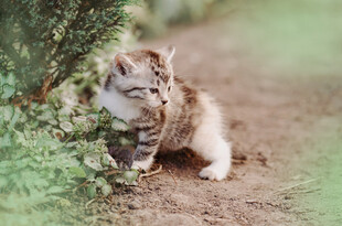 萌猫于绿植旁好奇张望
