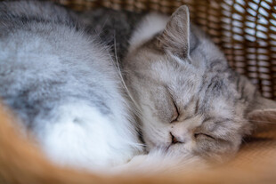 熟睡的猫咪