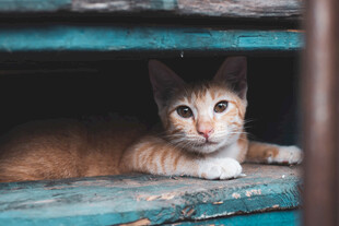 躲在木架下的可爱猫咪