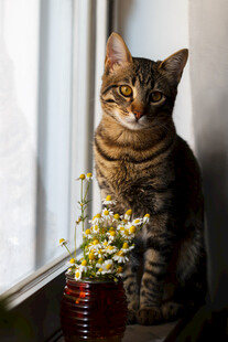 窗边猫咪伴绿植