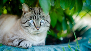 慵懒猫咪惬意趴卧