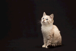 可爱浅色猫咪端坐