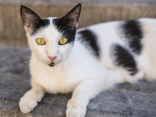 黑白花猫趴地睁大眼睛