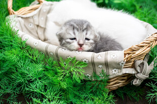 草地上睡篮里的可爱小猫