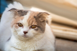 三色萌猫安静蹲坐
