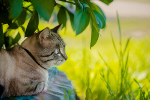 绿荫下休憩的可爱猫咪