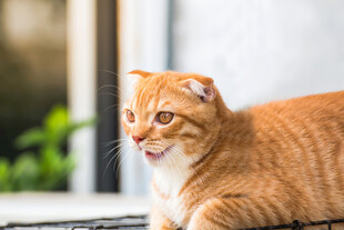 橘猫悠闲趴卧
