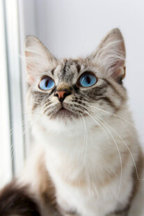 蓝眼萌猫抬头望