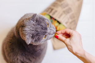 逗猫瞬间
