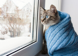 裹着毛毯的猫咪窗边赏雪