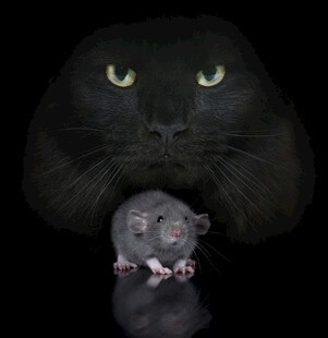 黑猫与鼠的奇妙瞬间