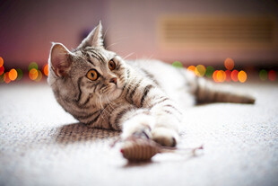 可爱猫咪玩逗趣小玩具
