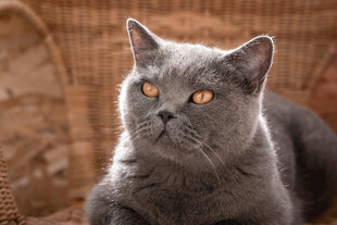 蓝猫凝视
