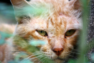 橘猫藏身绿植间