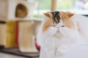 可爱萌猫闭眼惬意模样
