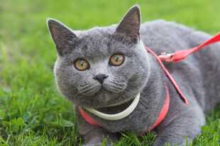 草地上的灰猫