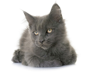 灰色长毛小猫趴卧