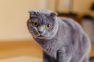 灰色萌猫睁大眼睛瞧着