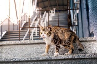 楼梯上的可爱斑纹猫咪