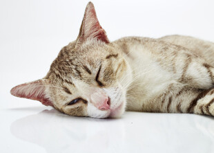 熟睡的猫咪
