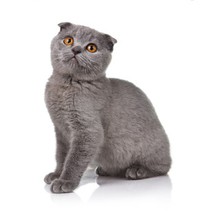 灰色折耳猫抬头凝视