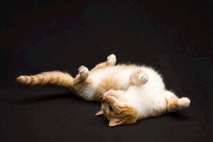 躺卧玩耍的可爱猫咪