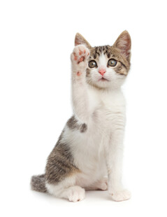 可爱猫咪举手卖萌