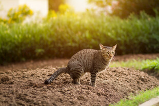 户外田园中的可爱猫咪