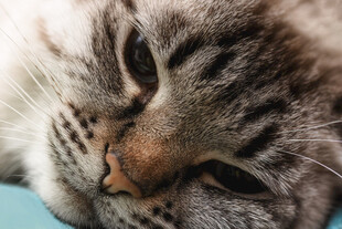 慵懒猫咪惬意小憩