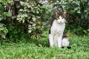 草地上的三色猫咪