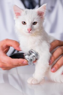 小猫接受兽医听诊检查