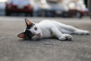 路边躺卧的可爱小猫