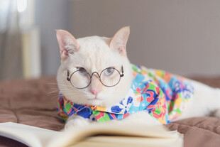 戴眼镜看书的时尚猫咪
