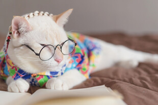 戴眼镜看书的时尚猫咪