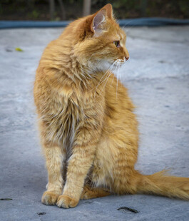 橘色长毛猫侧坐凝视