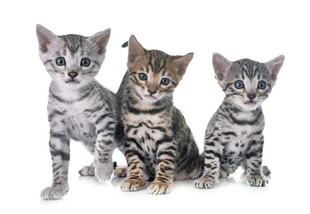 三只可爱小猫咪