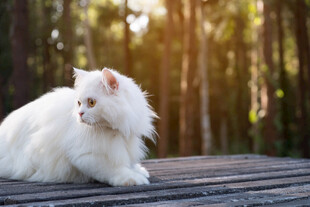 林间木板上的白毛猫咪