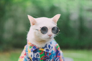 时尚墨镜猫咪穿花衣