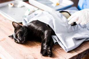 黑猫惬意躺卧盖布休憩