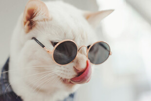 酷萌猫咪戴墨镜吐舌卖萌