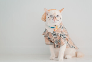 戴眼镜穿格子衣的可爱猫咪