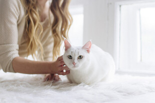 女子温柔抚摸白色猫咪